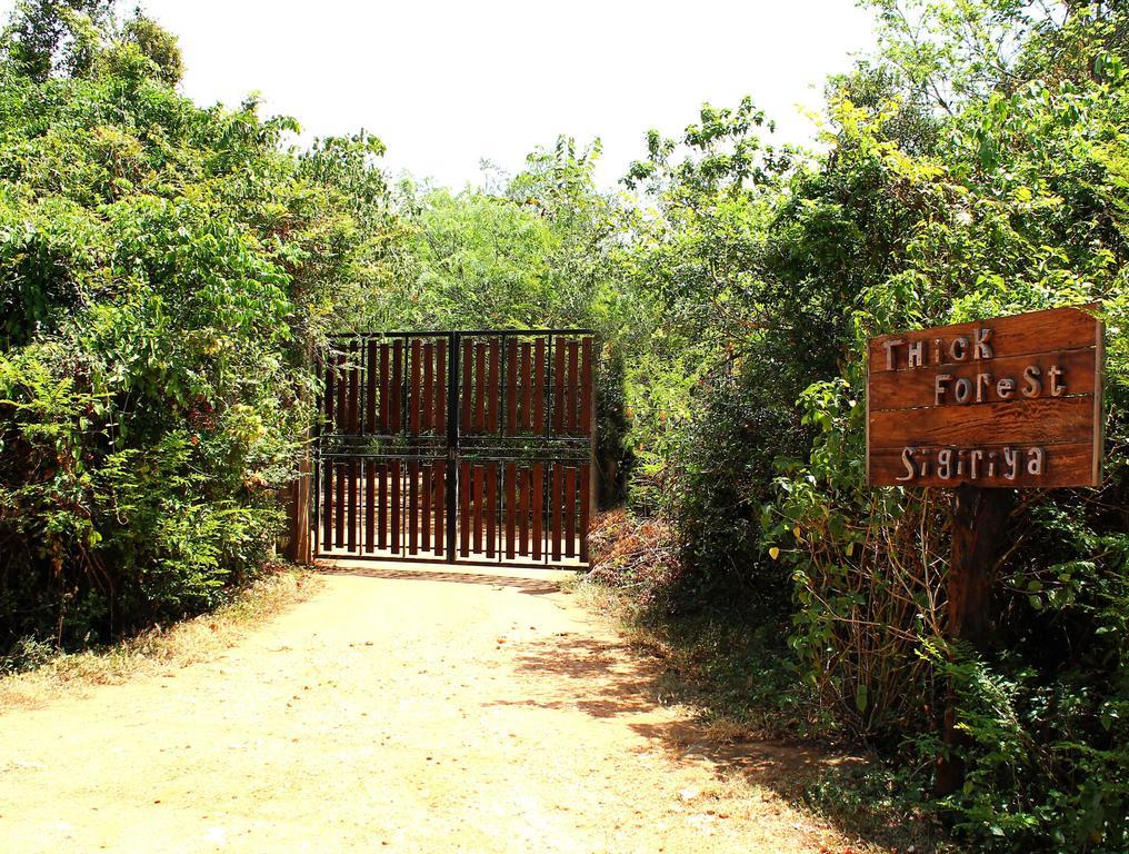 The Thick Forest สิกิริยา ภายนอก รูปภาพ