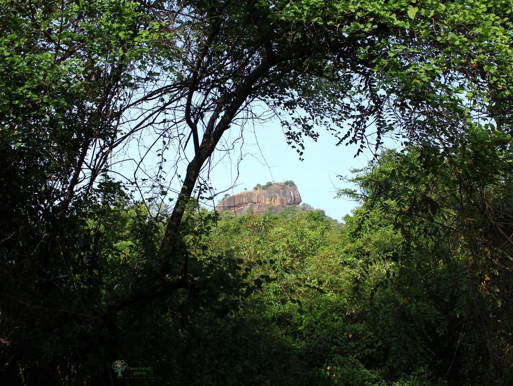 The Thick Forest สิกิริยา ห้อง รูปภาพ