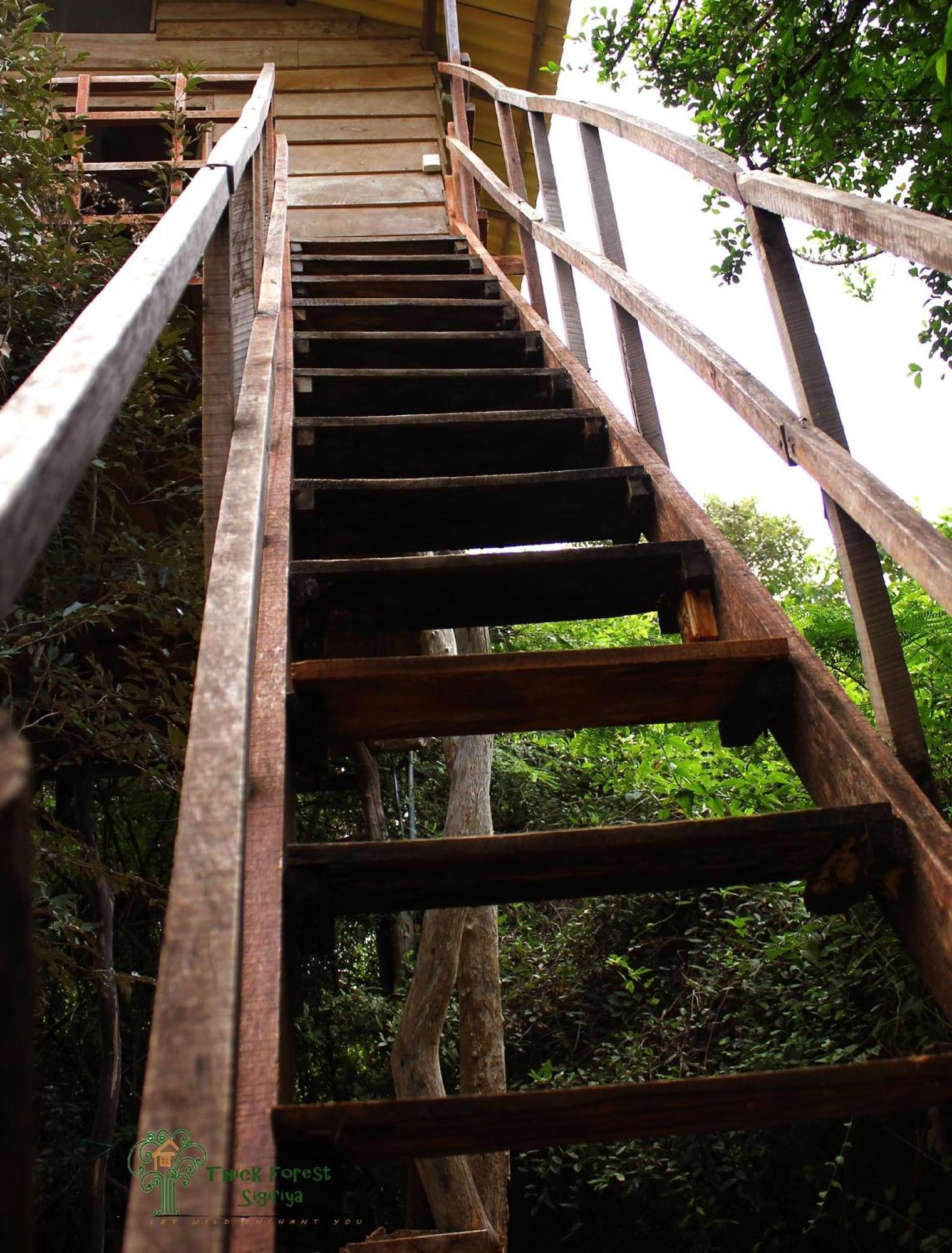The Thick Forest สิกิริยา ห้อง รูปภาพ