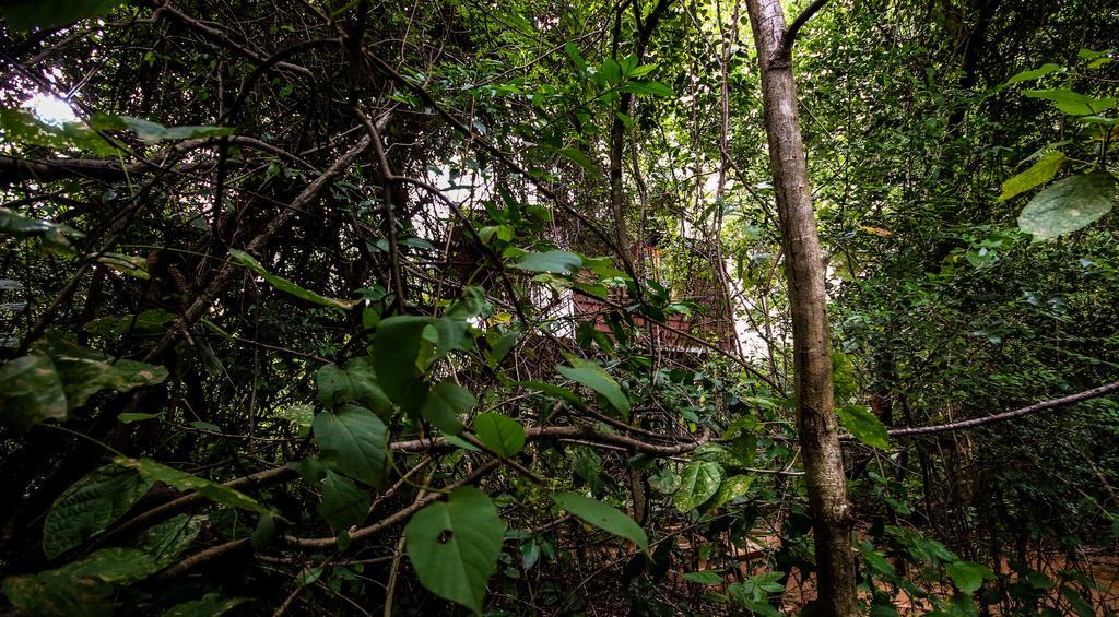 The Thick Forest สิกิริยา ภายนอก รูปภาพ