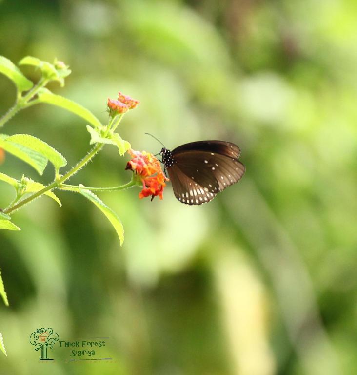 The Thick Forest สิกิริยา ภายนอก รูปภาพ